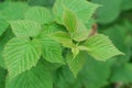 Raspberry plant