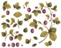 Raspberry plant, berries and leaves, hand drawing illustration