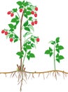 Raspberry plant floricane with ripe red berries, leaves and root system