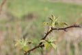 a raspberry plant just starting it spring growth Royalty Free Stock Photo