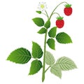 Raspberry plant with leaves, berries and flower, isolated on white background.