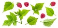 Raspberry plant leaves, cut stems and berries isolated on white background Royalty Free Stock Photo