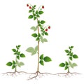 Raspberry plant with root suckers on a white background.