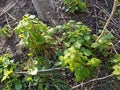 Raspberry Plants in Soil