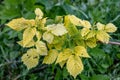 Raspberry plant with yellow leaves, green veins. Nutrient deficiency. Probably lack of iron. Gardening problem. Royalty Free Stock Photo