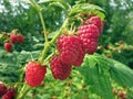 Raspberry plantation Royalty Free Stock Photo