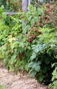 Raspberry plantation Royalty Free Stock Photo