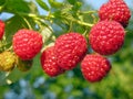 Raspberry plantation Royalty Free Stock Photo