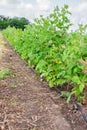 Raspberry plantation with automatic watering on a fruit farm. Hoses with drip irrigation lie along the row with bushes Royalty Free Stock Photo