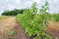 Raspberry plantation with automatic watering on a fruit farm. Hoses with drip irrigation lie along the row with bushes Royalty Free Stock Photo