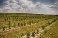 Raspberry plantation