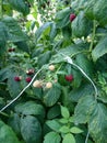 Raspberry plantation net protected