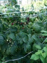 Raspberry plantation net protected Royalty Free Stock Photo
