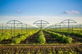 Raspberry plantation orchard field