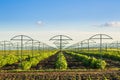 Raspberry plantation orchard field