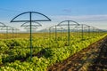 Raspberry plantation orchard field