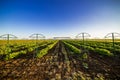 Raspberry plantation orchard field