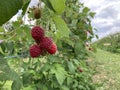 Raspberry plantation. Several berries on a bush