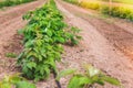 Raspberry field growing with drip irrigation system Royalty Free Stock Photo
