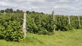 Raspberry plantation Royalty Free Stock Photo