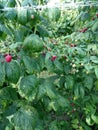 Raspberry plantation net protected