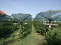 Raspberry plantation net protected