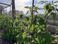 Raspberry plants close up