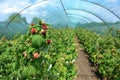 Raspberry plants in a greenhouse