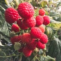 Raspberry, raspberry branch, many red berries