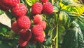 Raspberry, raspberry branch, many red berries