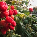 Raspberry, raspberry branch, many red berries