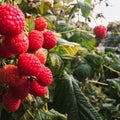 Raspberry, raspberry branch, many red berries Royalty Free Stock Photo