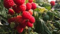 Raspberry, raspberry branch, many red berries Royalty Free Stock Photo