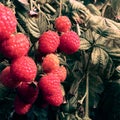 Raspberry, raspberry branch, many red berries