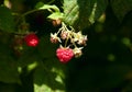 Raspberry red Background blur Royalty Free Stock Photo