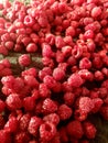 Raspberry red fruit harvesting farm season