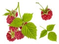 Raspberry red ripe berries set on branch with green leaves isolated on white background Royalty Free Stock Photo