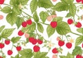 Raspberry. Ripe berries on branch. Seamless pattern, background. Royalty Free Stock Photo