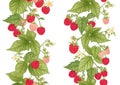 Raspberry. Ripe berries on branch. Seamless pattern, background. Royalty Free Stock Photo