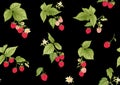 Raspberry. Ripe berries on branch. Seamless pattern, background. Royalty Free Stock Photo