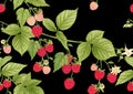 Raspberry. Ripe berries on branch. Seamless pattern, background. Royalty Free Stock Photo