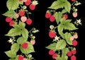 Raspberry. Ripe berries on branch. Seamless pattern, background. Royalty Free Stock Photo