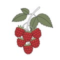 Of a raspberry (Rubus idaeus) cluster, featuring vibrant red berry Royalty Free Stock Photo