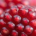 Of raspberry (Rubus idaeus) drupelets, showcasing a cluster of juicy, Royalty Free Stock Photo