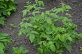 Rubus idaeus, shrub, a species of the Rubus genus of the family Rosaceae