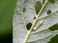 Raspberry sawfly Monophadnoides geniculatus larva and damage on leaf.