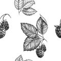 Raspberry seamless pattern. Vector drawing. Isolated berry branch sketch. Summer fruit engraved style background Royalty Free Stock Photo