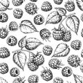 Raspberry seamless pattern. Vector drawing. Isolated berry branch sketch on white background. Royalty Free Stock Photo