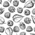 Raspberry seamless pattern. Vector drawing. Isolated berry sketch on white background. Royalty Free Stock Photo