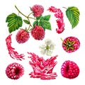 Raspberry. Raspberry set with branch, berries, leaves, flower and juice. Watercolor illustration. Isolated. Royalty Free Stock Photo
